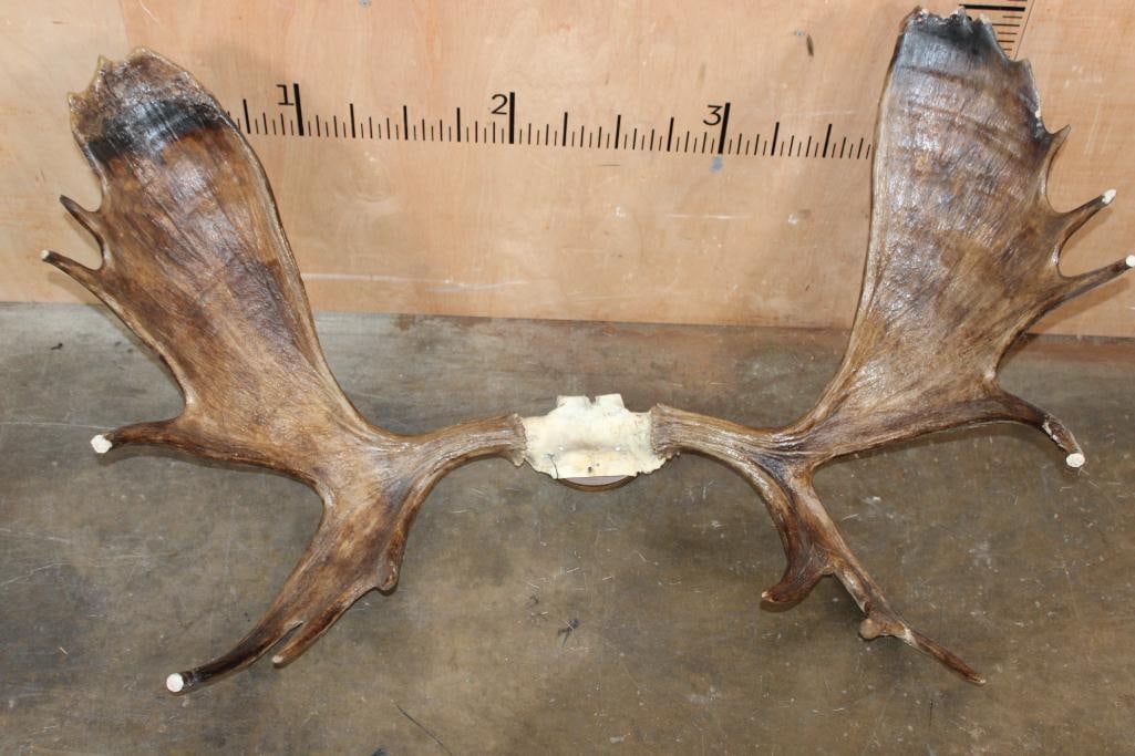 15-Point MOOSE Rack: 15-Point MOOSE Rack with a 50.75" Spread and a few glue repairs. TAXIDERMY 