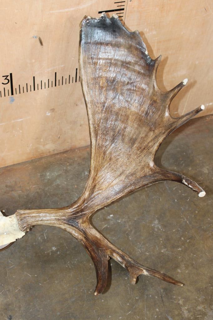 15-Point MOOSE Rack - 6