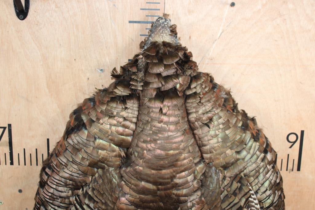 Full TURKEY CAPE Wall Mount - 2