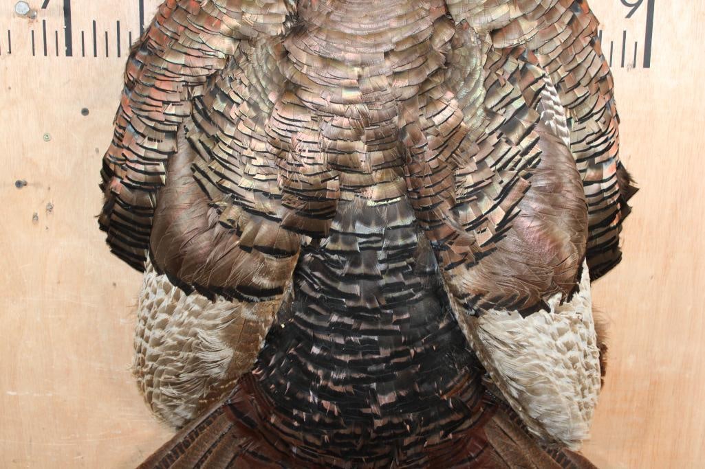 Full TURKEY CAPE Wall Mount - 3