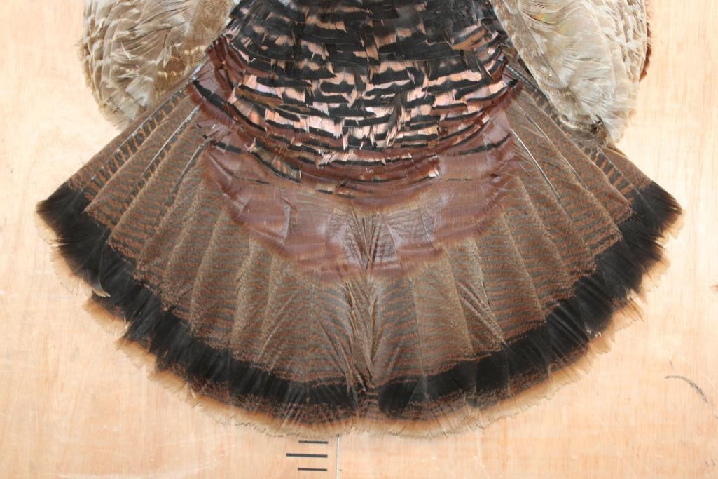 Full TURKEY CAPE Wall Mount - 4