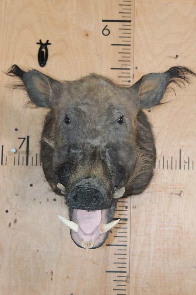 BUSHPIG Shoulder Mount (1 of 5)