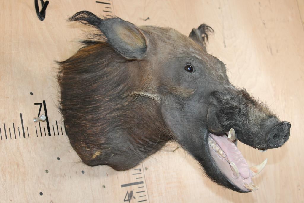 BUSHPIG Shoulder Mount - 2
