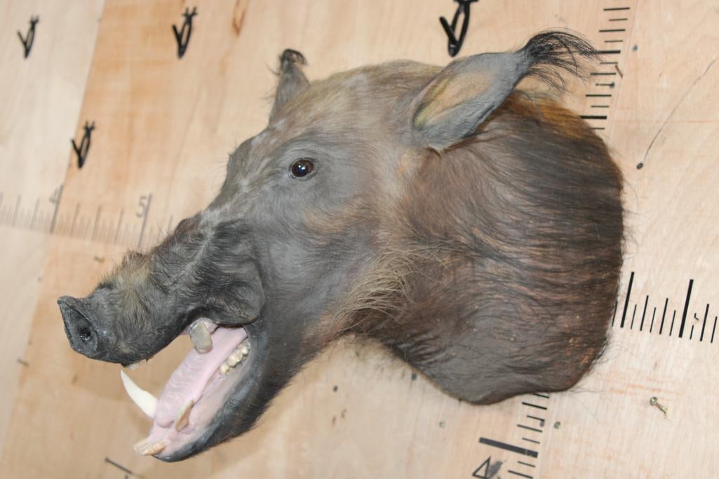 BUSHPIG Shoulder Mount - 3