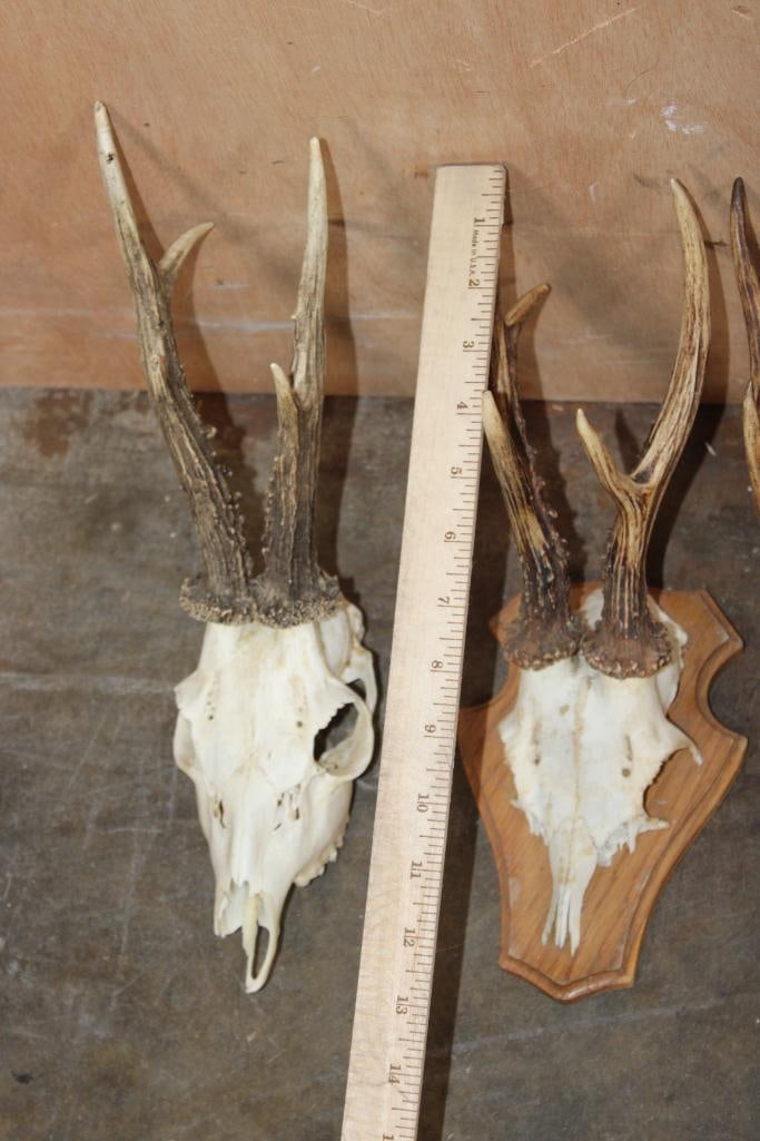 (4) ROE DEER Skulls and (1) ROE Deer Skull Cap on a Wood Plaque - 2