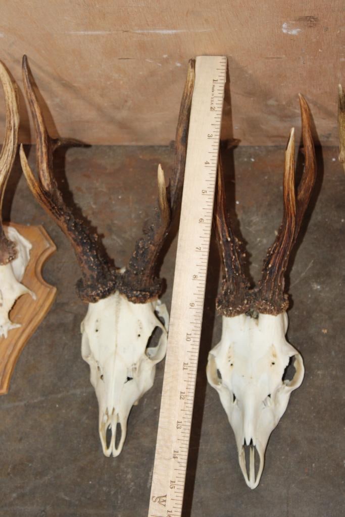 (4) ROE DEER Skulls and (1) ROE Deer Skull Cap on a Wood Plaque - 3