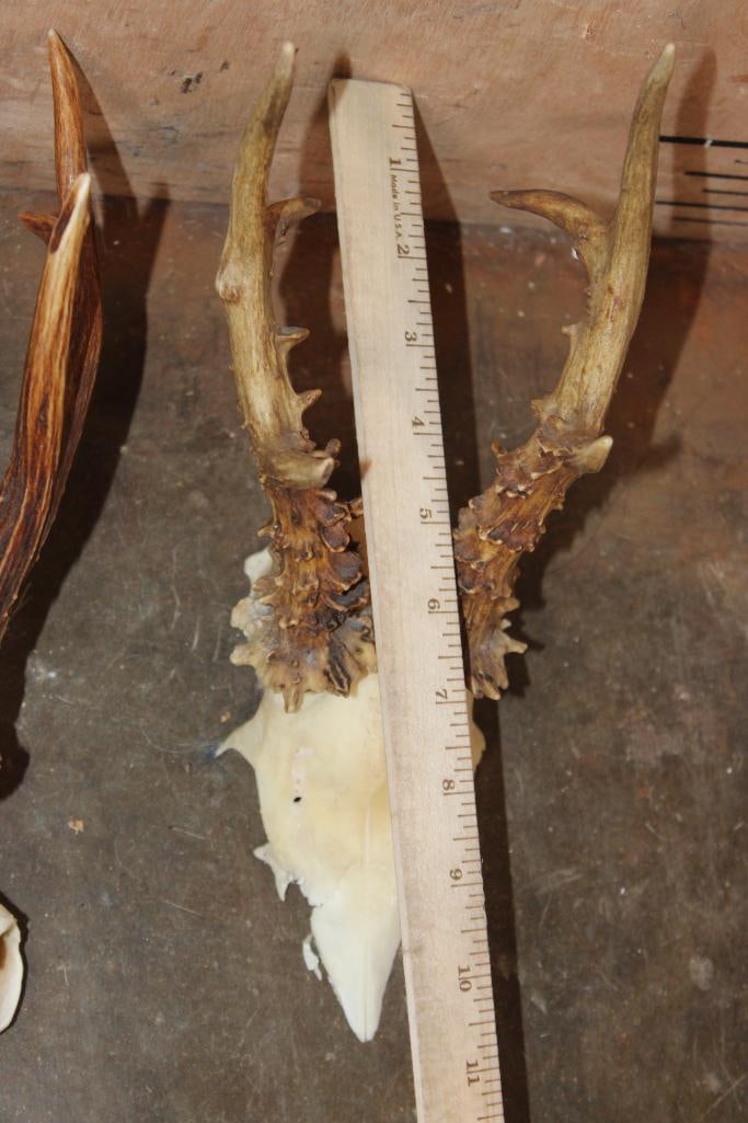 (4) ROE DEER Skulls and (1) ROE Deer Skull Cap on a Wood Plaque - 4