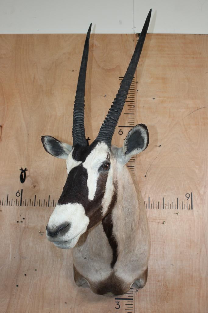 GEMSBOK Shoulder Mount - 2