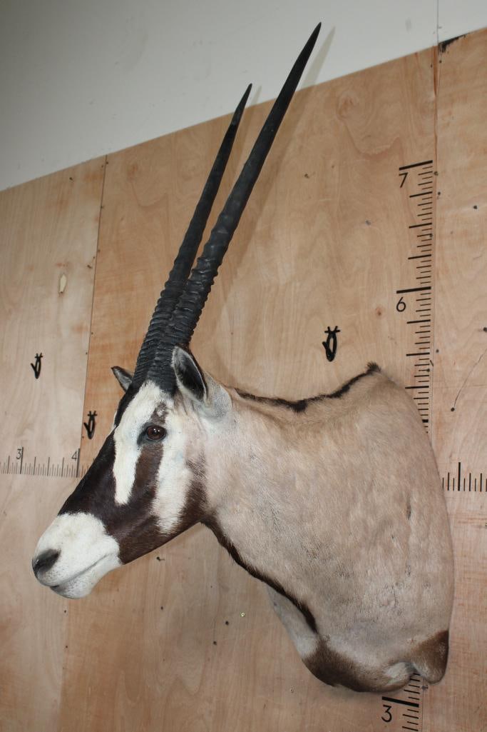 GEMSBOK Shoulder Mount - 3
