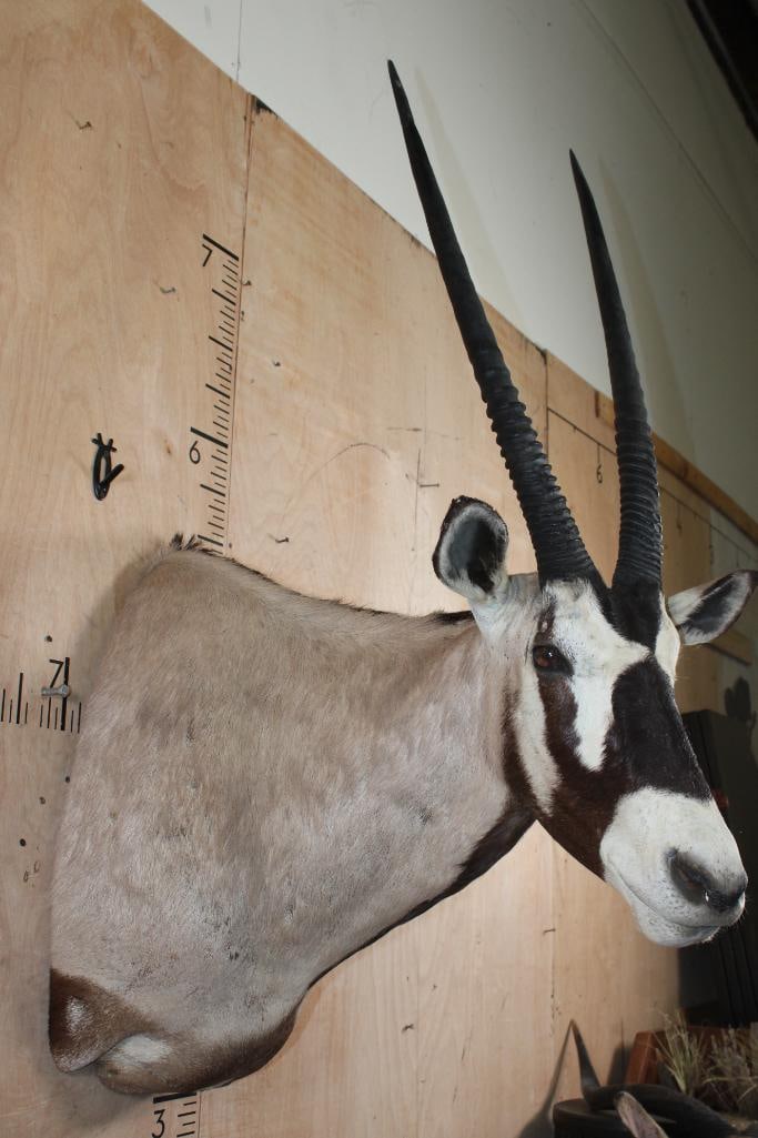 GEMSBOK Shoulder Mount - 4