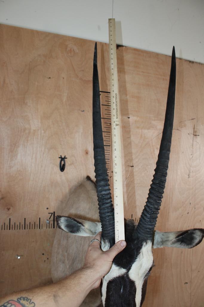GEMSBOK Shoulder Mount - 5