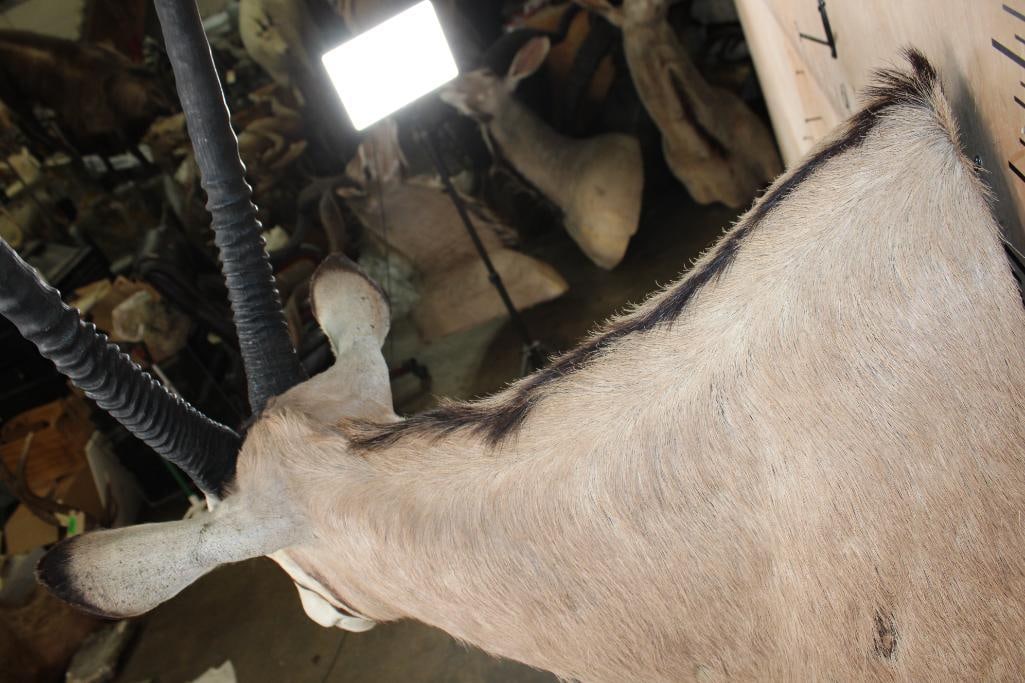 GEMSBOK Shoulder Mount - 6