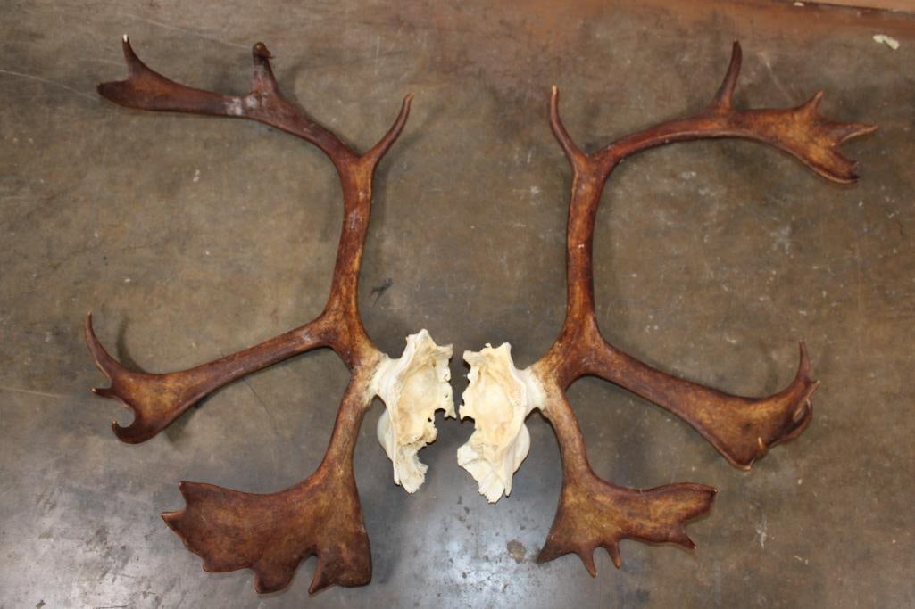 Set (2) of 23-Point Double Shovel CARIBOU Antlers - 2