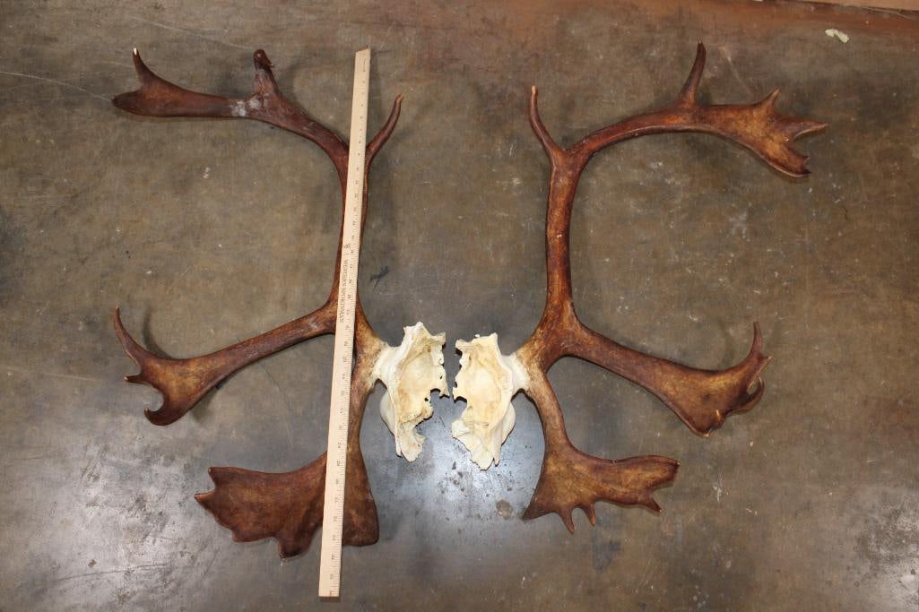 Set (2) of 23-Point Double Shovel CARIBOU Antlers - 3