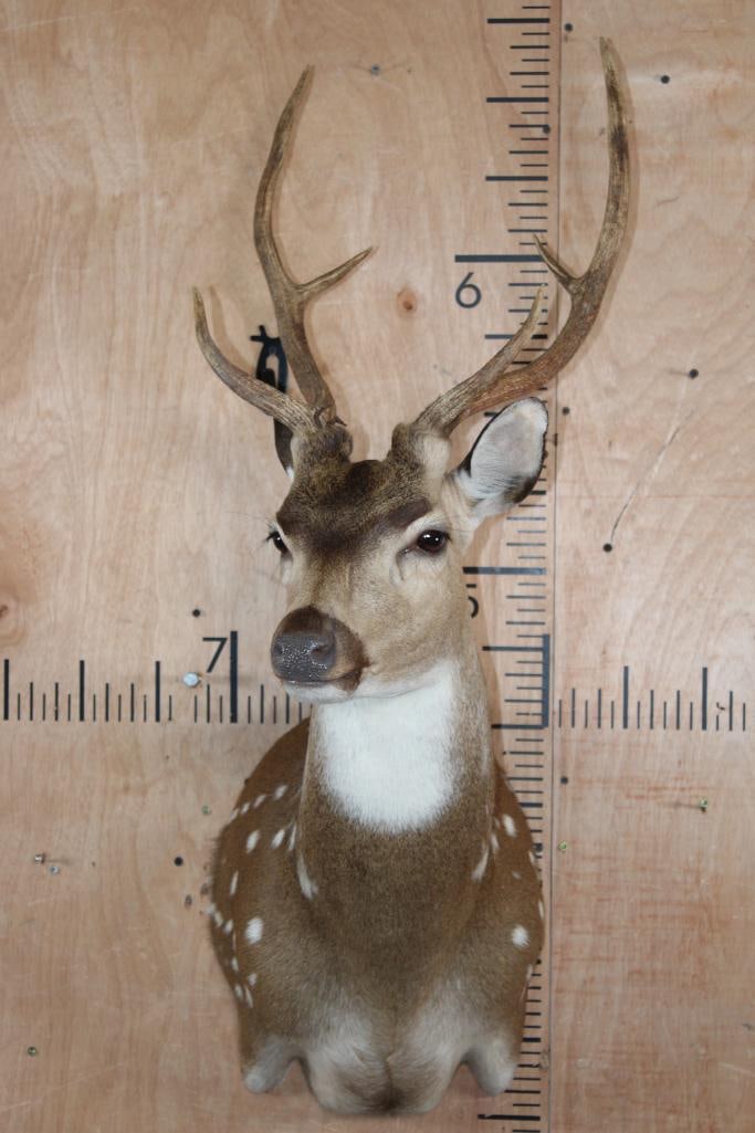 AXIS DEER Shoulder Mount - 2