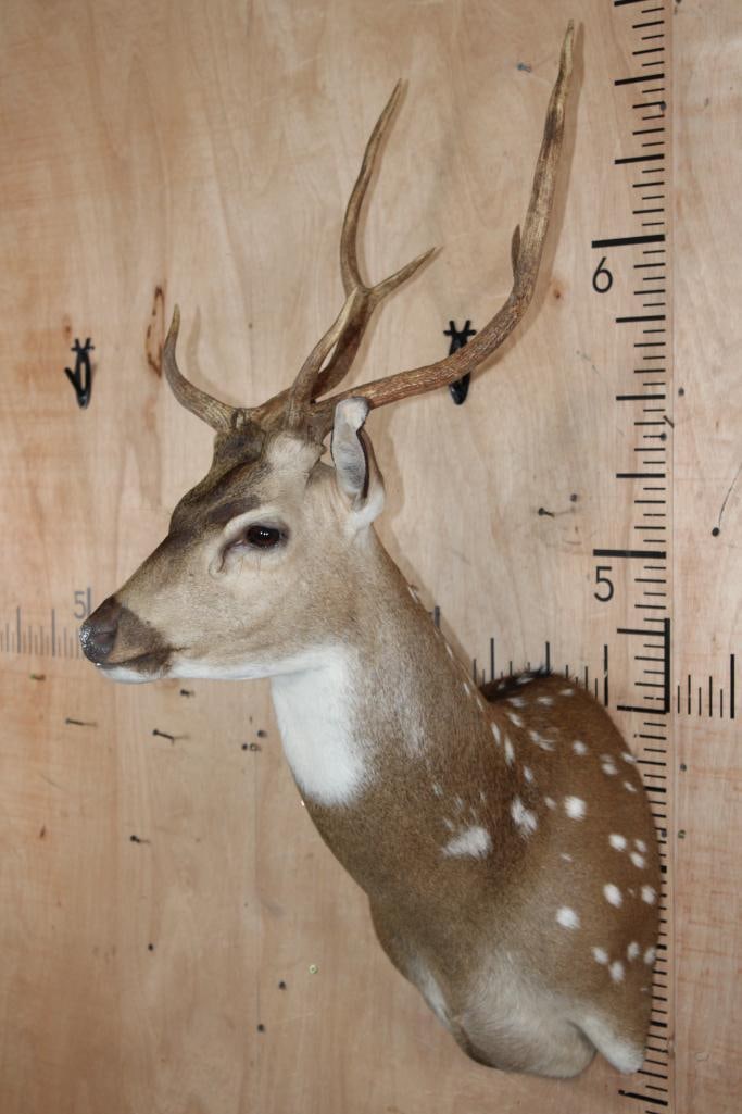 AXIS DEER Shoulder Mount - 3