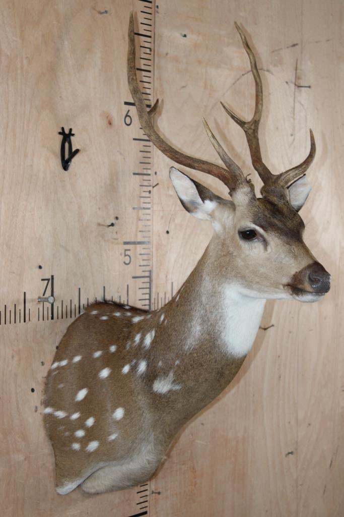 AXIS DEER Shoulder Mount - 4