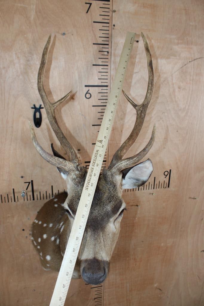 AXIS DEER Shoulder Mount - 5