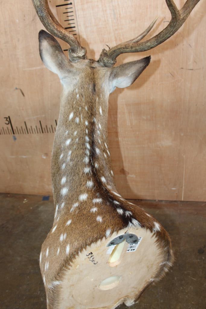 AXIS DEER Shoulder Mount - 6