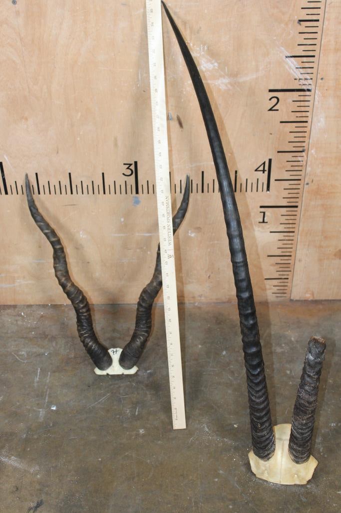 *TEXAS RESIDENTS ONLY* (1) SCIMITAR HORNED ORYX Horns and (1) BLACKBUCK Skull Cap - 2
