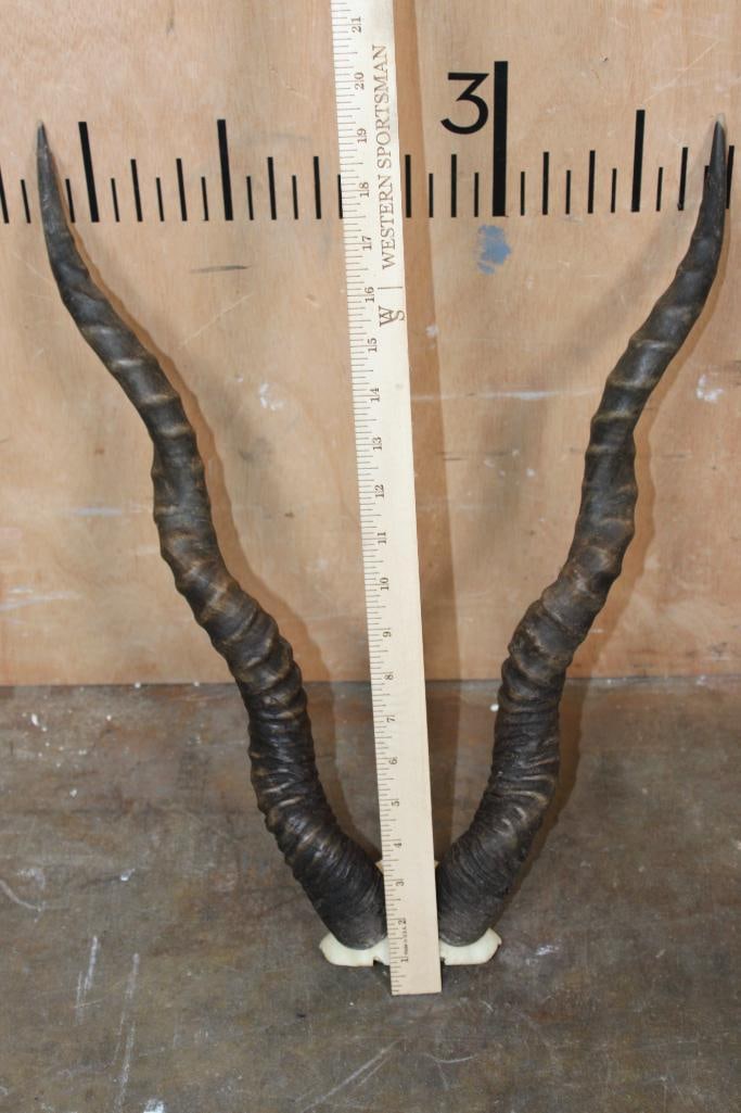 *TEXAS RESIDENTS ONLY* (1) SCIMITAR HORNED ORYX Horns and (1) BLACKBUCK Skull Cap - 3