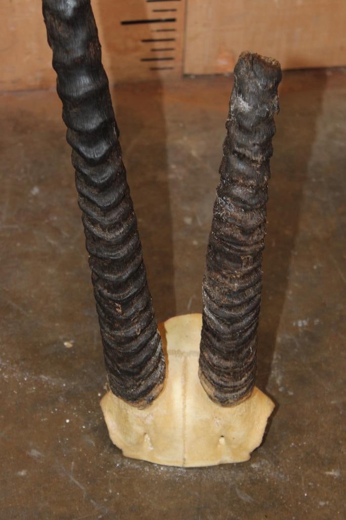 *TEXAS RESIDENTS ONLY* (1) SCIMITAR HORNED ORYX Horns and (1) BLACKBUCK Skull Cap - 4