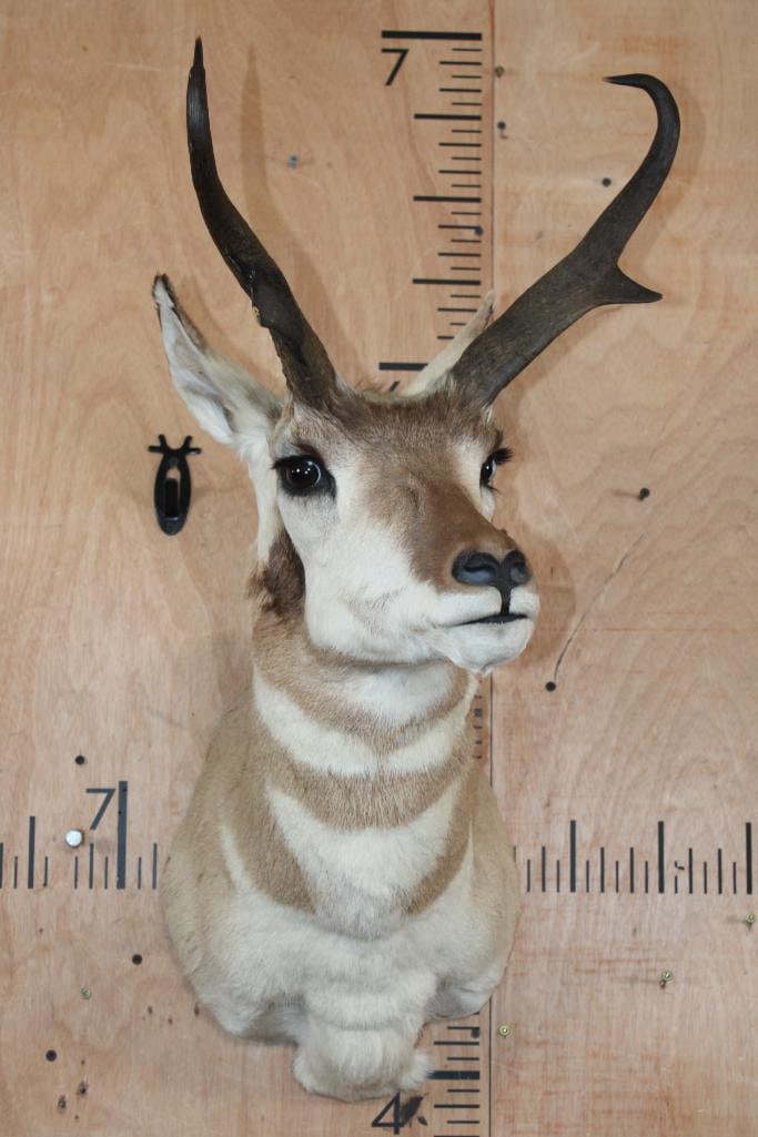 PRONGHORN Shoulder Mount - 2
