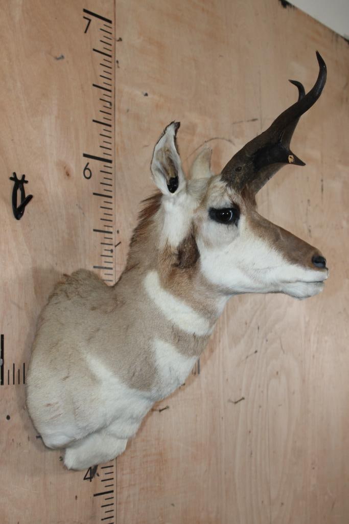 PRONGHORN Shoulder Mount - 3