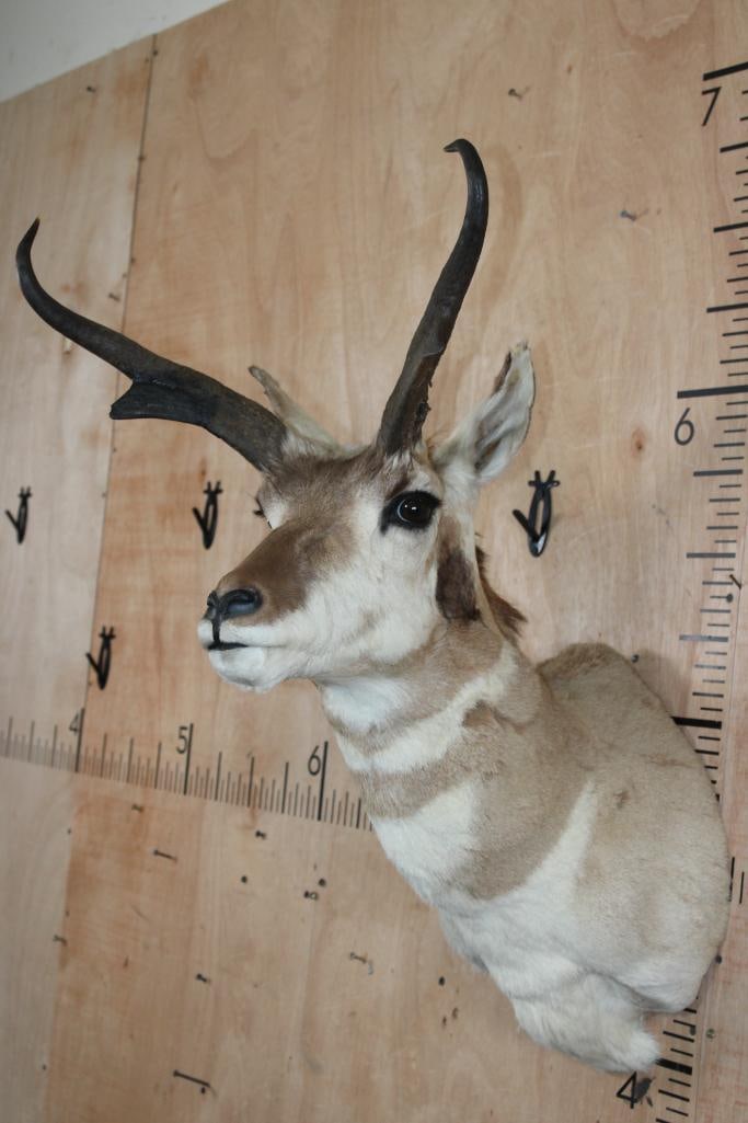 PRONGHORN Shoulder Mount - 4
