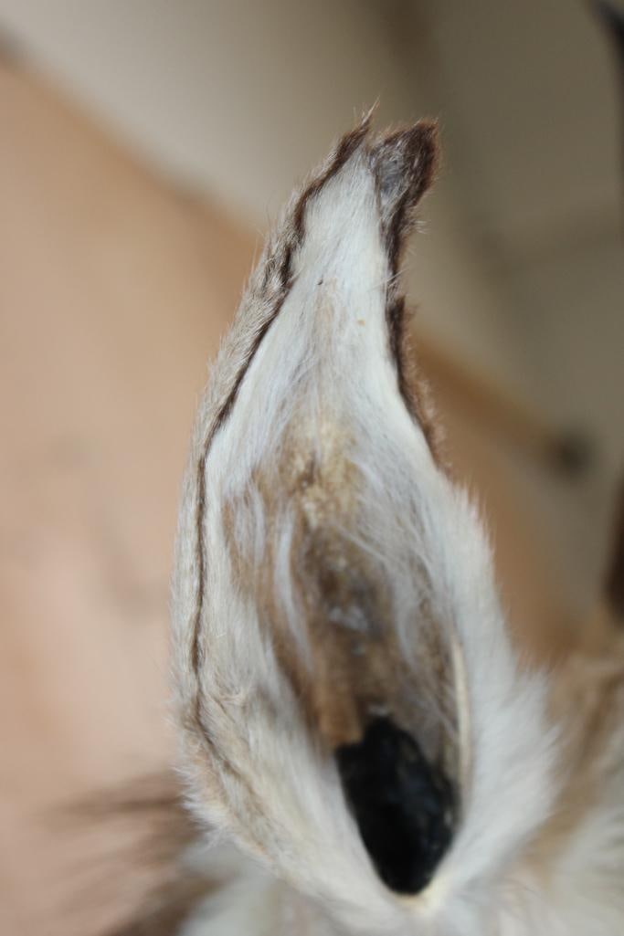 PRONGHORN Shoulder Mount - 7