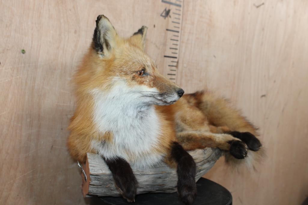 Life-sized "Freestanding" RED FOX - 2