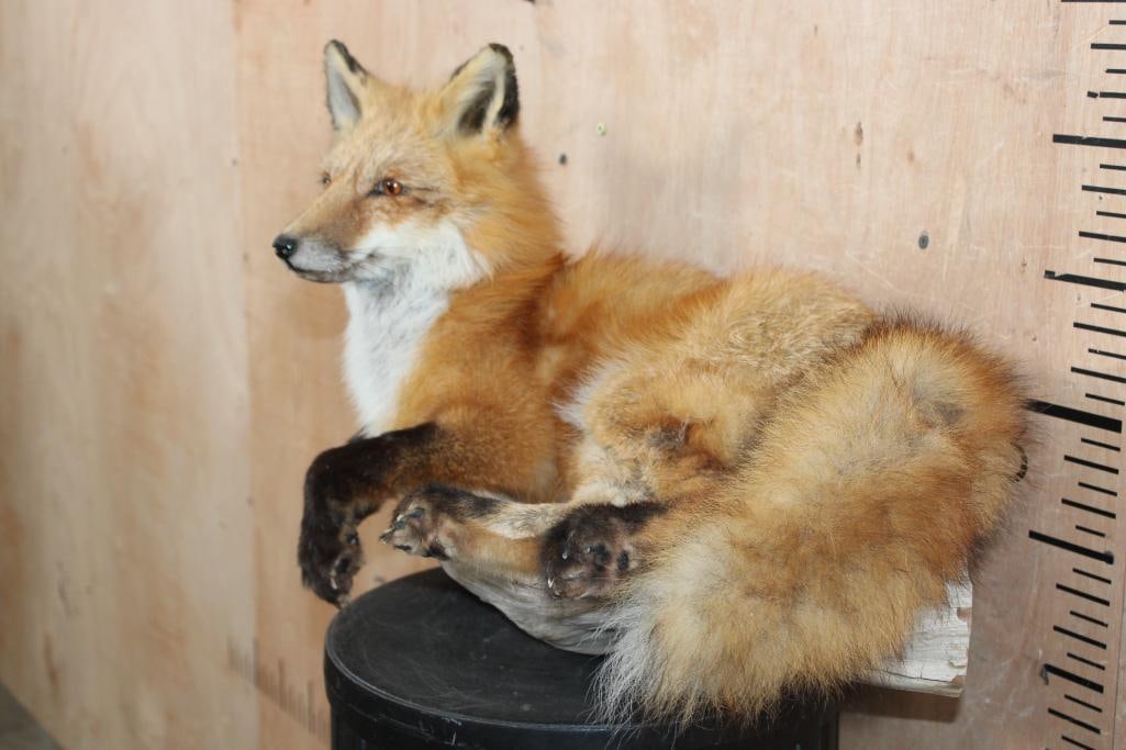 Life-sized "Freestanding" RED FOX - 3