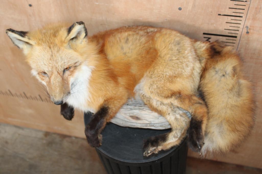 Life-sized "Freestanding" RED FOX - 4