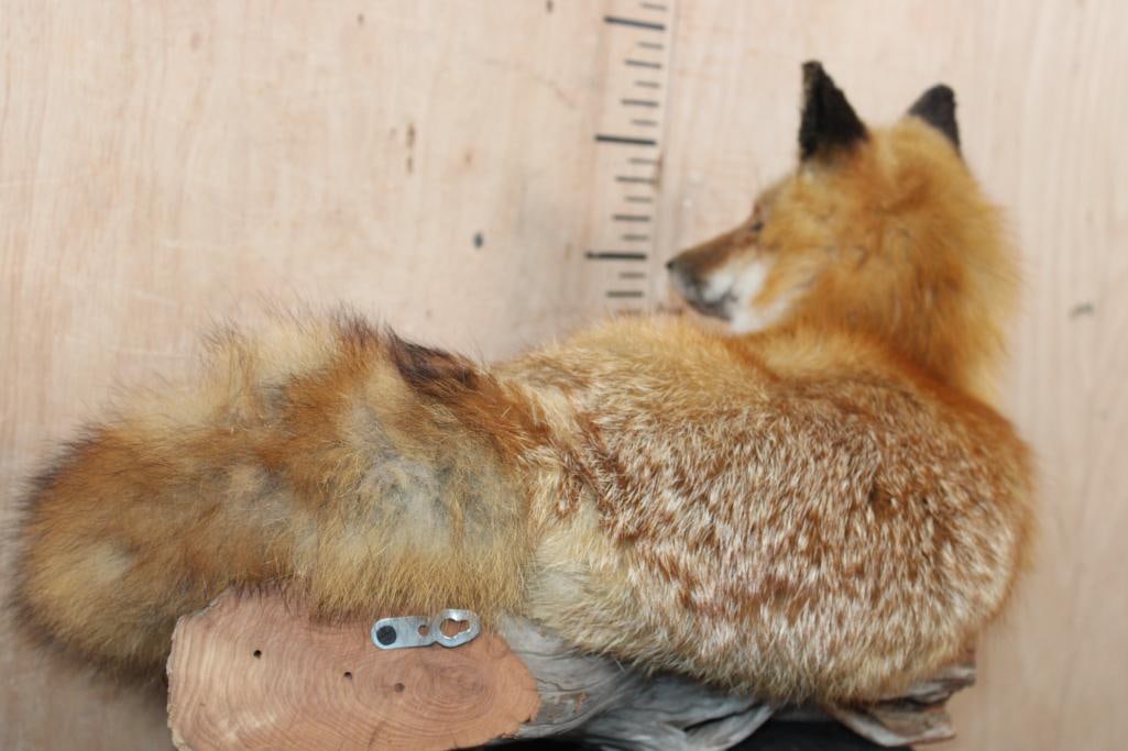 Life-sized "Freestanding" RED FOX - 7