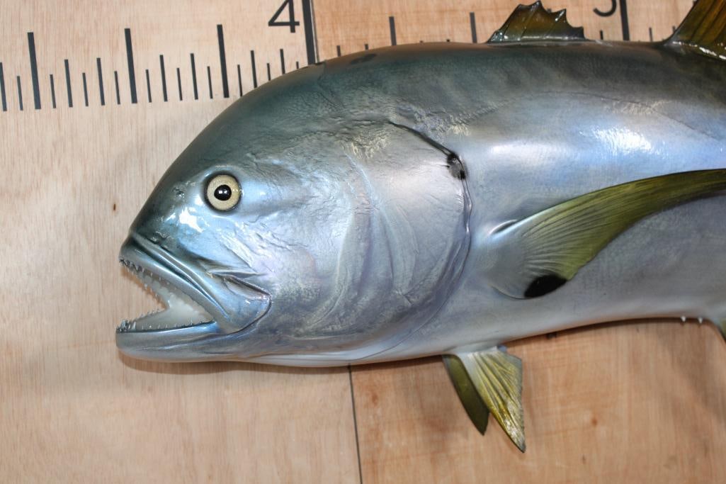 Reproduction YELLOWFIN TUNA Fish Mount - 2