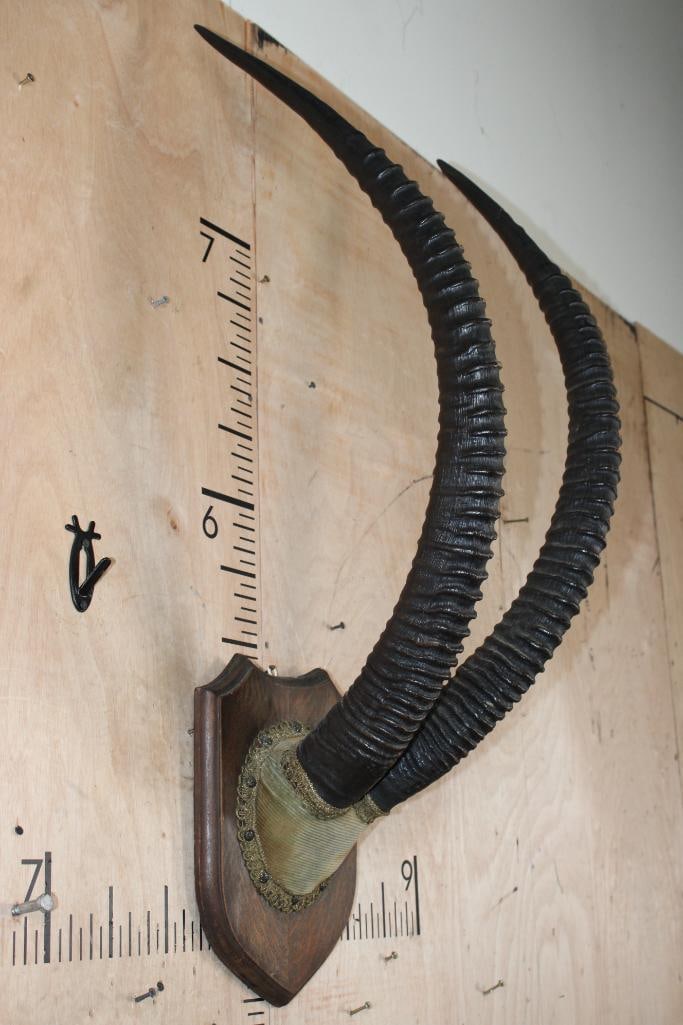Vintage Set of SABLE Horns mounted on a Wood Plaque - 2