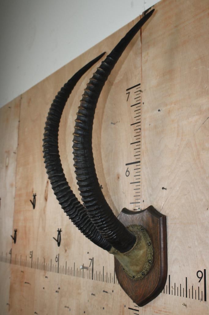 Vintage Set of SABLE Horns mounted on a Wood Plaque - 3