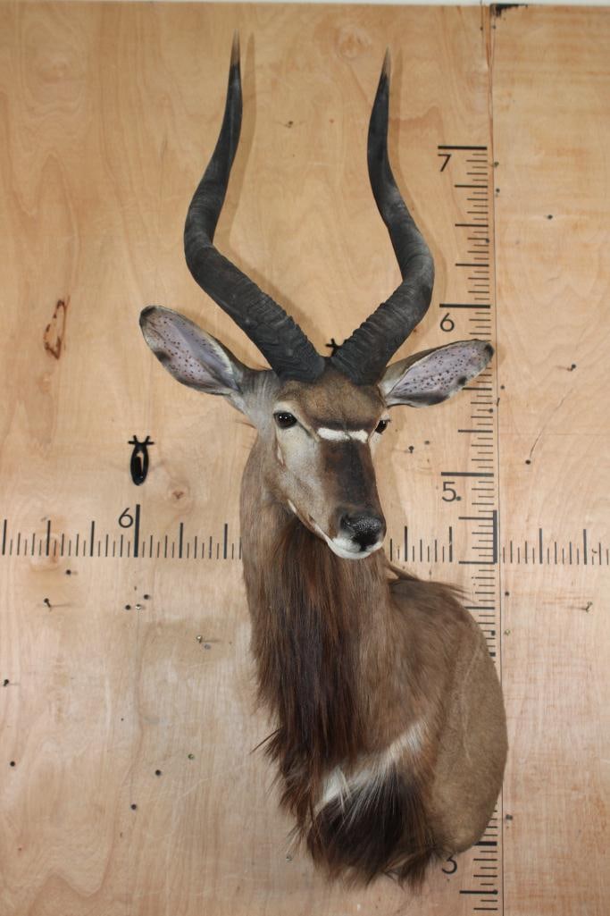 Big NYALA Shoulder Mount - 2