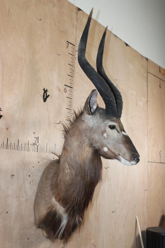 Big NYALA Shoulder Mount - 3