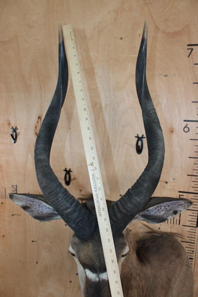 Big NYALA Shoulder Mount - 7