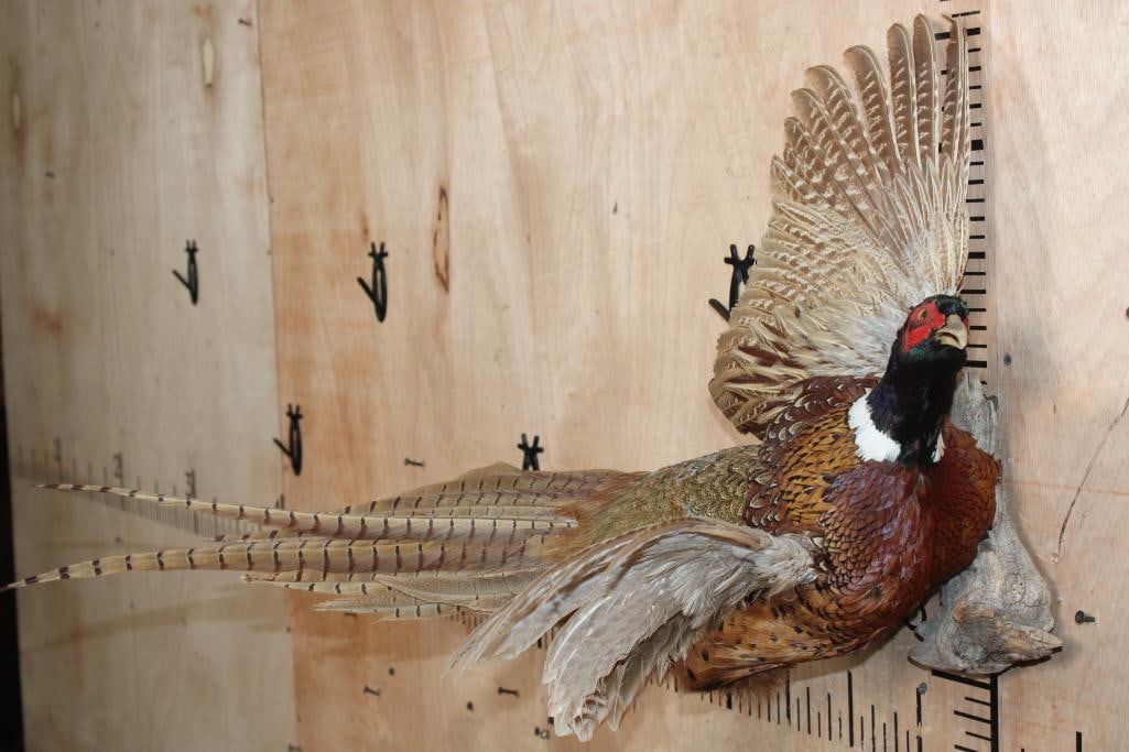 Life-sized Flying PHEASANT on a Driftwood Wall Base - 2