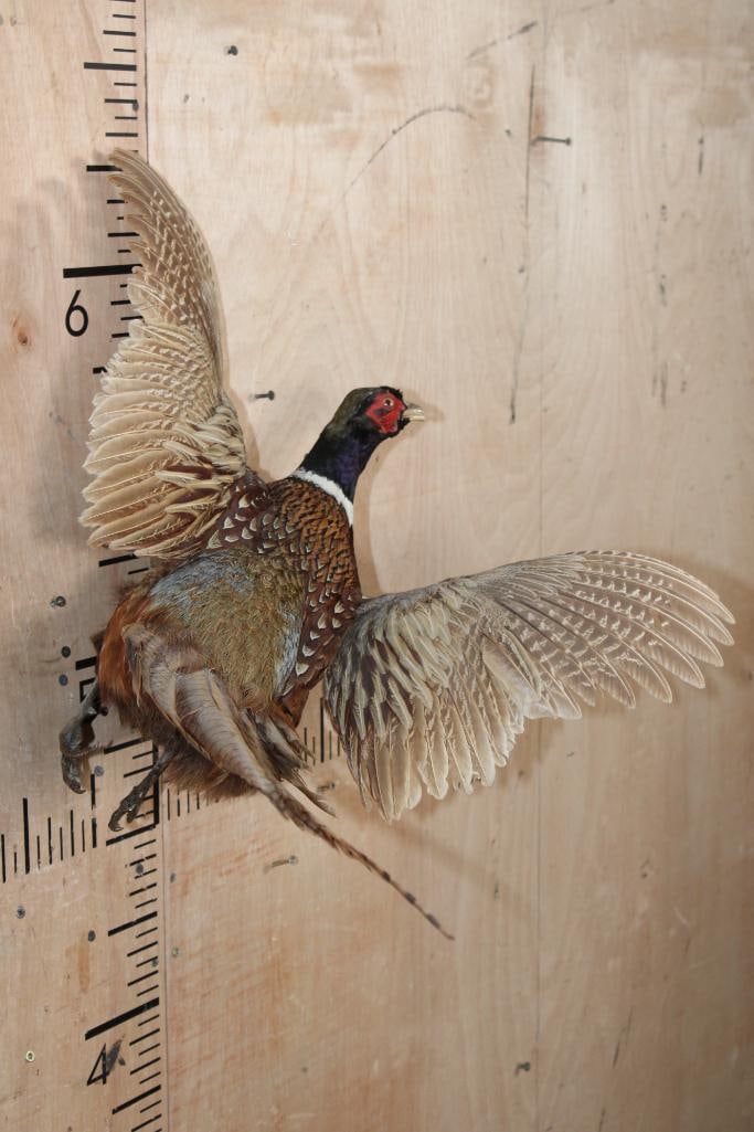 Life-sized Flying PHEASANT on a Driftwood Wall Base - 3