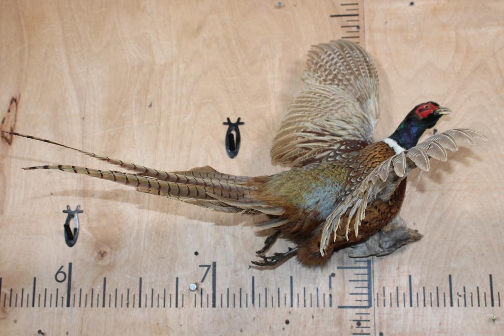 Life-sized Flying PHEASANT on a Driftwood Wall Base - 7
