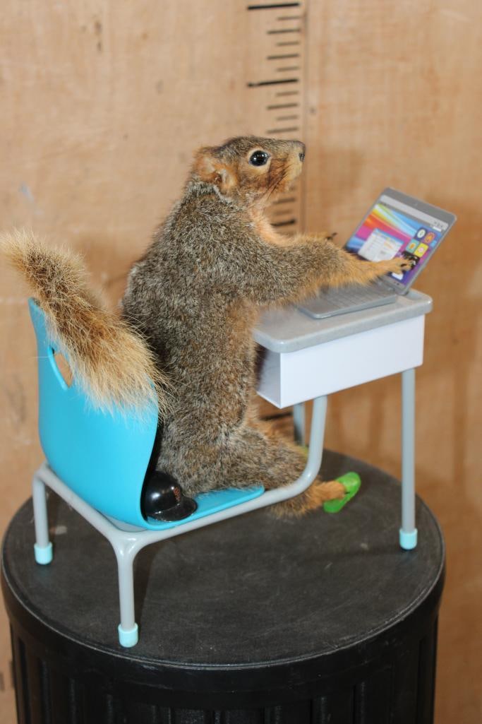 Life-sized "Branch Manager" SQUIRREL Working on his Laptop in his Desk - 2