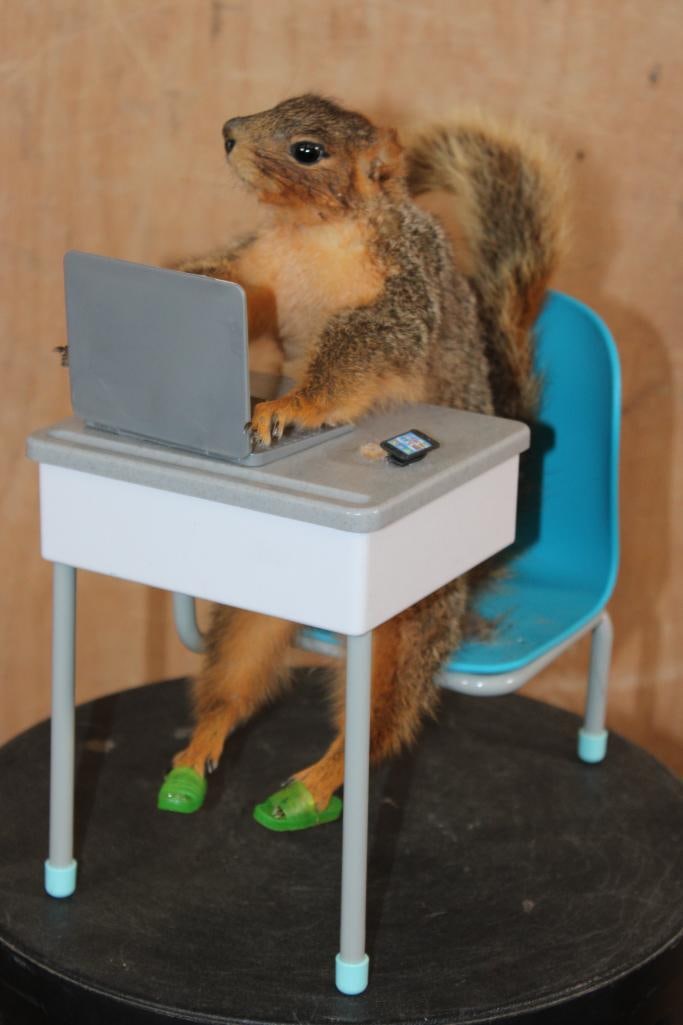 Life-sized "Branch Manager" SQUIRREL Working on his Laptop in his Desk - 3