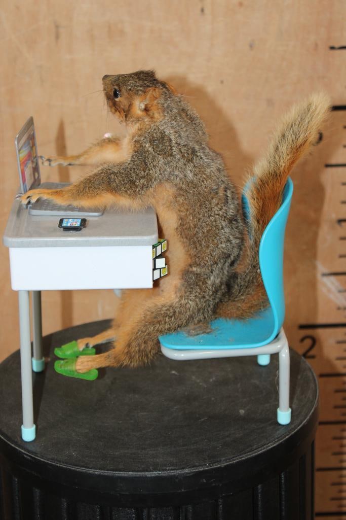 Life-sized "Branch Manager" SQUIRREL Working on his Laptop in his Desk - 4