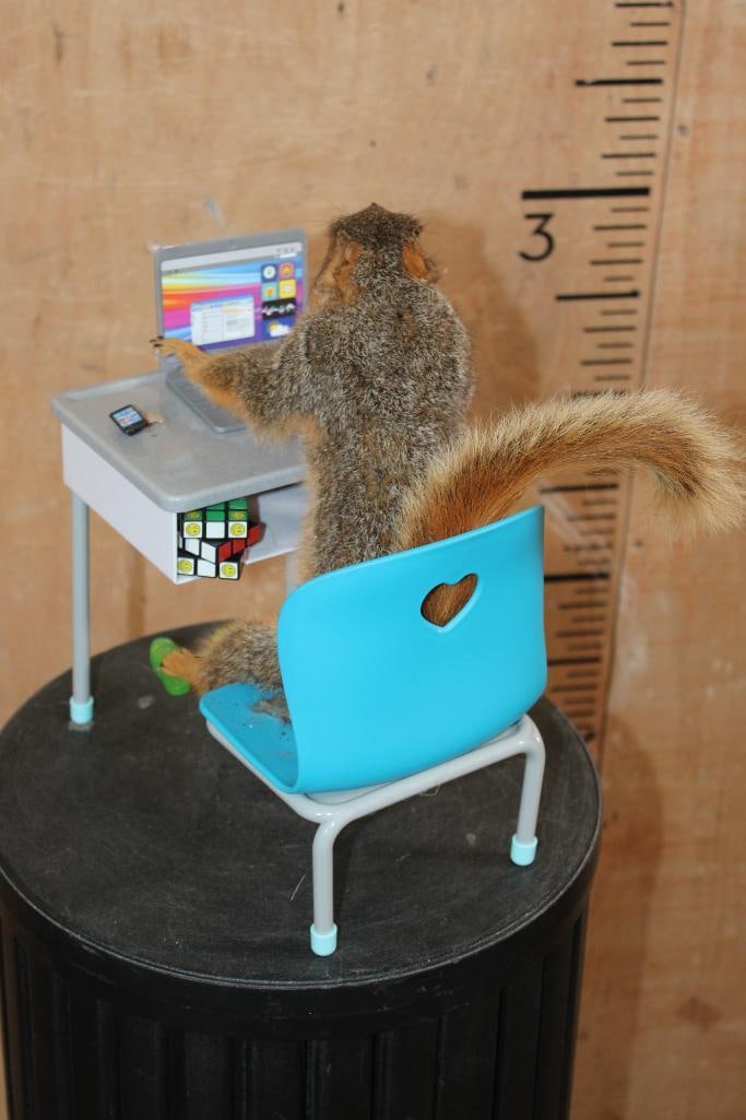 Life-sized "Branch Manager" SQUIRREL Working on his Laptop in his Desk - 5