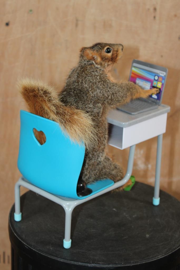 Life-sized "Branch Manager" SQUIRREL Working on his Laptop in his Desk - 6