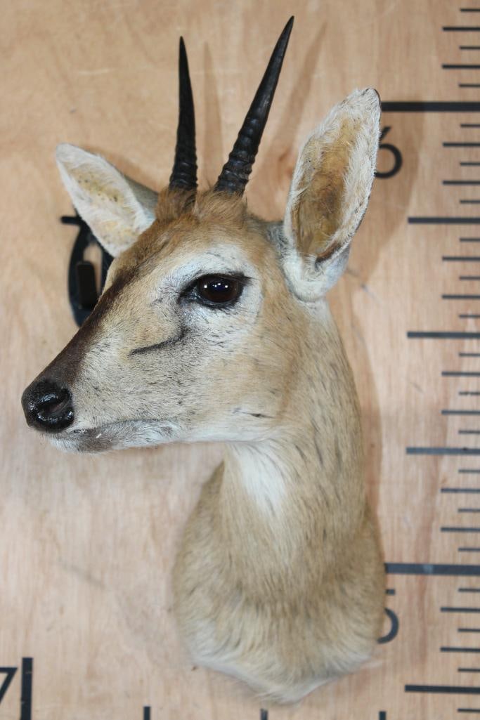 COMMON DUIKER Shoulder Mount - 2