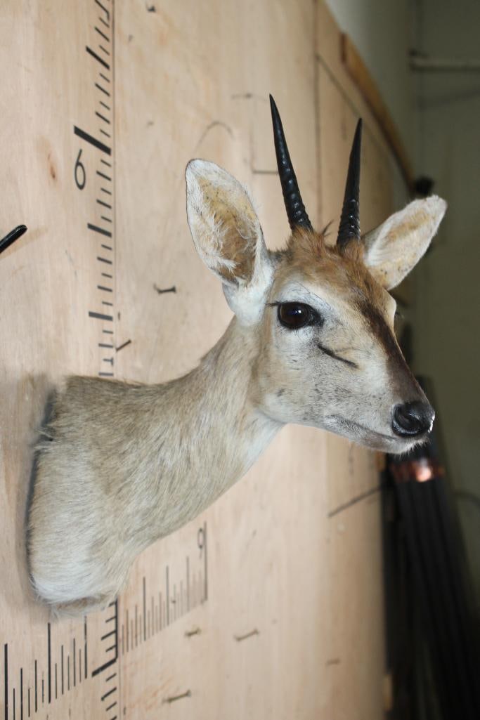 COMMON DUIKER Shoulder Mount - 4